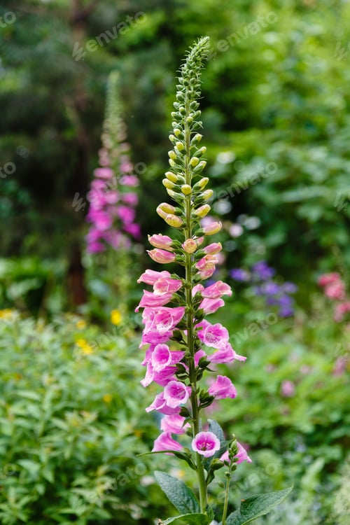 Preview: Flower Of Digitalis Purpera, Foxglove In Garden. Digitalis (Digitalis) Is A Common Decorative And