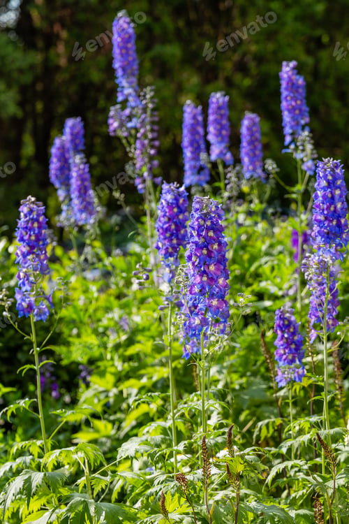 Preview: Beautiful Delphiniums Blooming In The Garden.