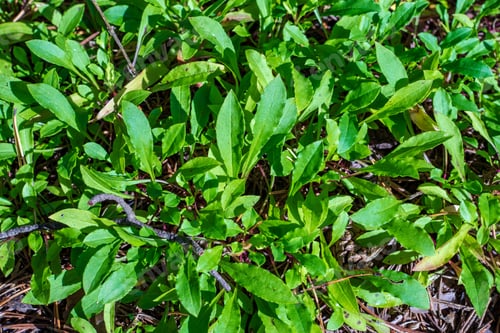 Preview: Non Specific Nature Forest Bed Details Of Foliage, Close Up Macro Image With Leaves, Branches And