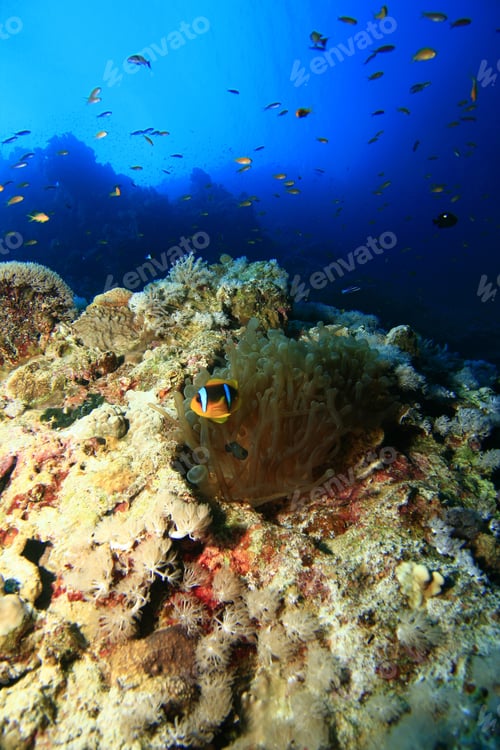 Preview: Anemone And Anemonefish