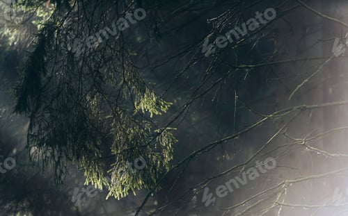 Preview: Detail Of Pine Tree With Rays Of Sunlight In Mist.