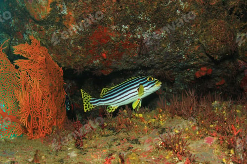 Preview: Oriental Sweetlips Fish And Coral Reef