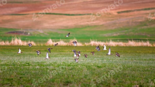 Preview: Flying Birds. Green Yellow And Brown Nature Habitat Background. Flying Water Birds.