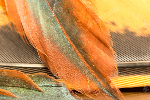 Preview: Colorful Rooster Feather With Details And Reflexions