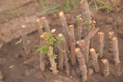 Preview: Nature Food Close Up - Photography Of Bright Green Manioc Leafs And Brown Tuberous Etable Roots