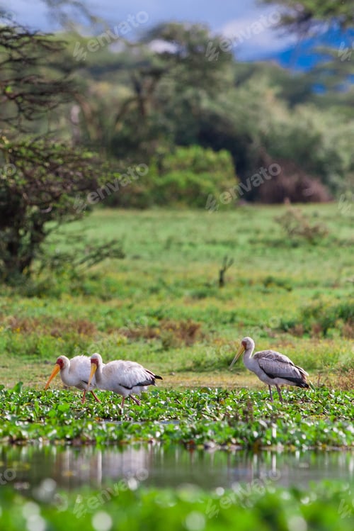 Preview: Yellow-Billed Storks (Mycteria Ibis) At Lake Naivasha, Kenya