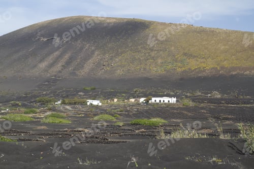 Preview: La Geria - Vineyard Region Of Lanzarote, Canary Islands, Grape Vines Grow In Small Walled Craters