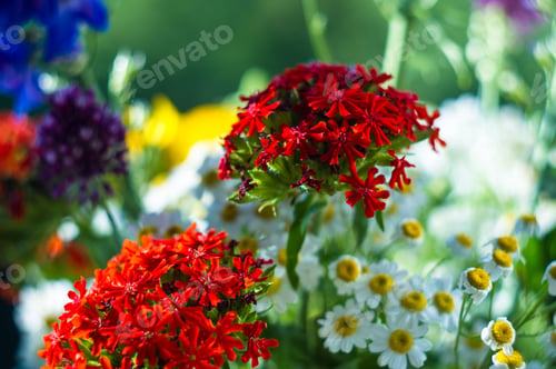 Preview: A Bouquet Of Bright Spring Flowers Of Various Types
