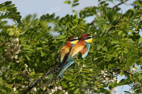 Preview: European Bee-Eater (Merops Apiaster) Germany (East)