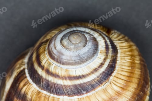 Preview: Orchard Snail (Helix Pomatia) - Shell With Dark Background