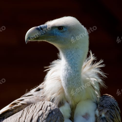 Preview: European Griffon Vulture (Gyps Fulvus Fulvus)
