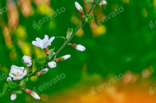 Preview: Blossoming Branch Apple. Bright Colorful Spring Flowers