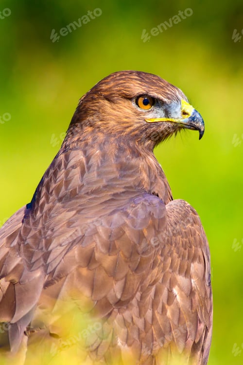 Preview: Bird Of Prey. Portrait Of Buzzard. Green Nature Background.