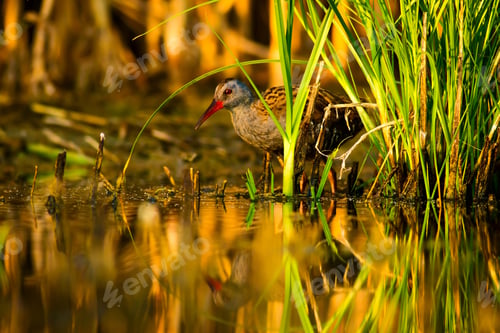 Preview: Water Rail. Natural Habitat. Natural Background.