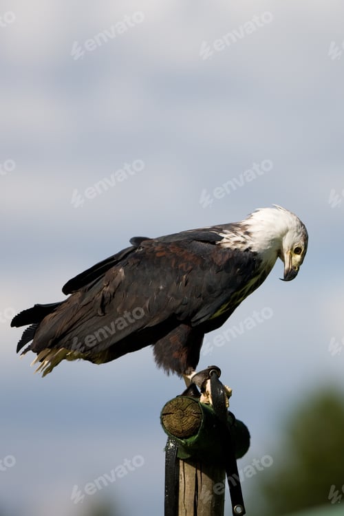 Preview: African Fish Eagle (Haliaeetus Vocifer)