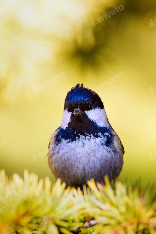 Preview: Cute Bird. On Green Pine Tree. Green Forest Background Coal Tit / Periparus Ater