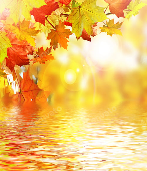 Preview: Autumn Foliage. Golden Autumn. Yellow Maple Leaves