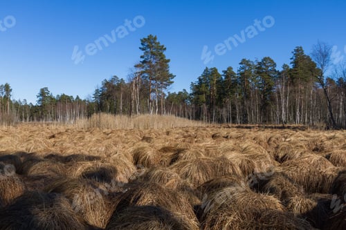Preview: Sunny Day In Pine Forest