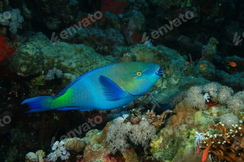 Preview: Rusty Parrotfish (Scarus Ferrugineus)