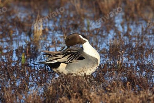 Preview: Northern Pintail Ducks Wintering At Bosque Del Apache National Wildlife Refuge In New Mexico