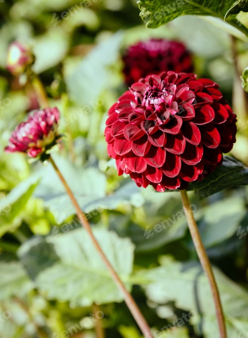 Preview: Beautiful Dahlias In The Autumn Garden. Flowers Dahlias In The Park Or Garden In Autumn.