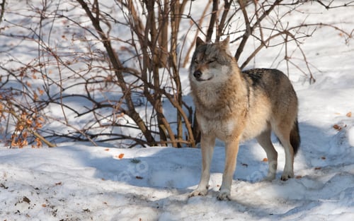 Preview: Gray (Or Grey) Wolves (Canis Lupus) In The Bayerischer Wald National Park In Bavaria, Germany.