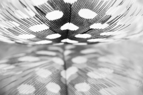 Preview: Guinea Hen Feather With Dark Background