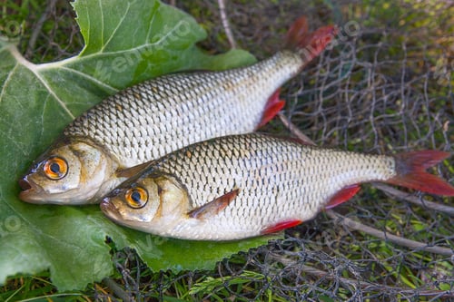 Preview: Close Up View Of Two Freshwater Common Rudd Fish Known As Scardinius Erythrophthalmus On Black