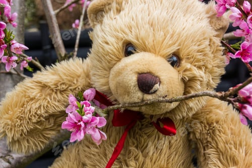 Preview: Teddy Bear And Blossom Peach