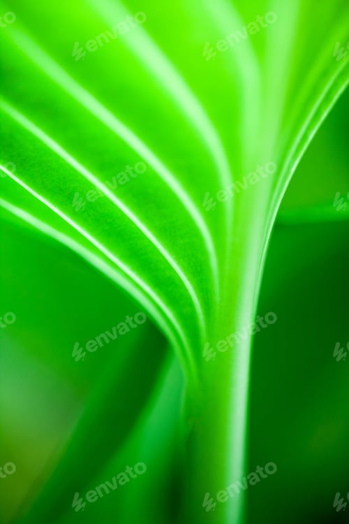 Preview: Green, Abstract Composition With Leaf Texture And Soft Focus