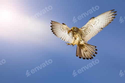 Preview: Flying Bird. Bird Of Prey. Blue Sky, White Cloud Background.