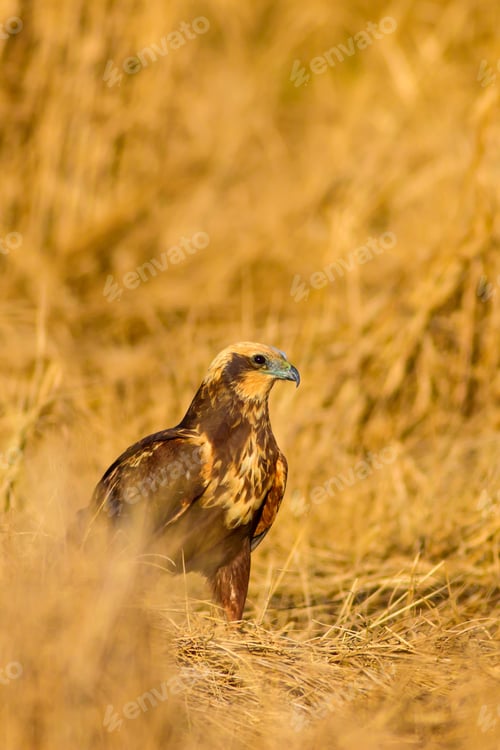 Preview: Wild Bird. Yellow Nature Background.