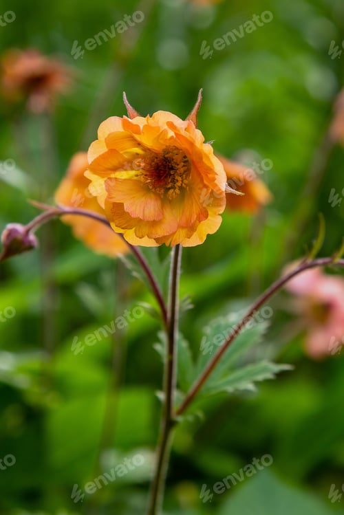 Preview: Geum X Hybridum In Spring Garden. Avens 'Totally Tangerine', 'Tim'S Tangerine Ornamental Perennial