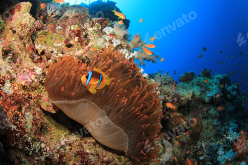 Preview: Red Sea Anemonefish In Fluorescent Red Anemone