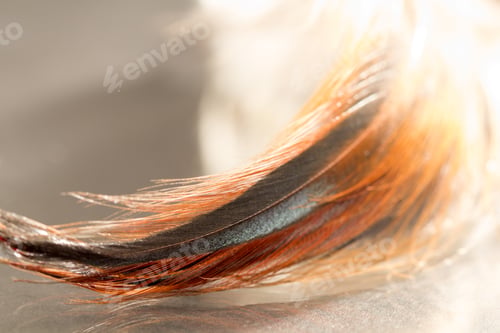 Preview: Colorful Rooster Feather With Details And Reflexions