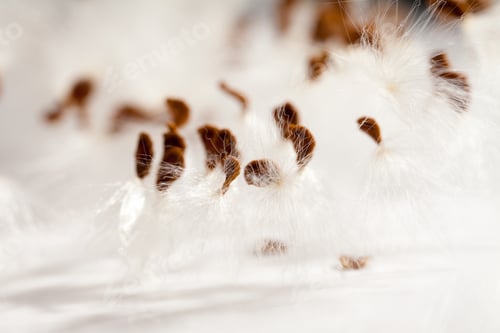 Preview: Abstract Composition With Dried Plants Seeds. Looks Like Dandelion Seeds