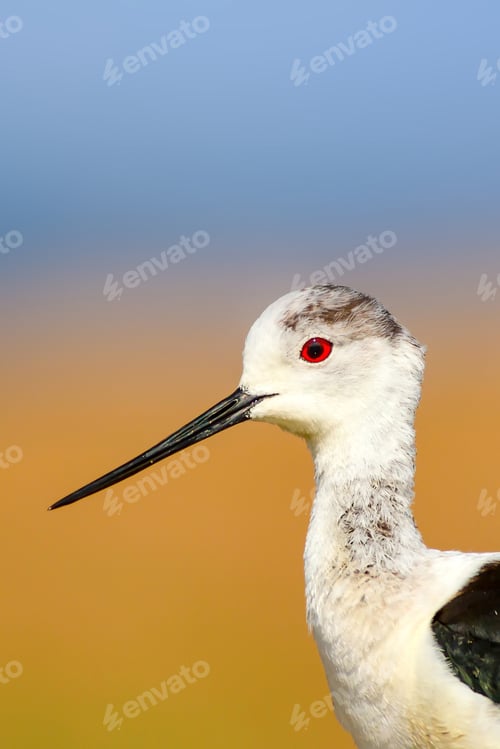 Preview: Common Water Bird Portrait. Colorful Natural Background. Bird: Black Winged Stilt. Himantopus