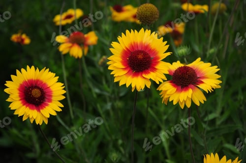 Preview: Gaillardia (Blanket Flower) In Bloom
