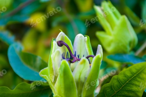Preview: Passion Flower Passiflora Caerulea Passionflower Against Green Garden Background