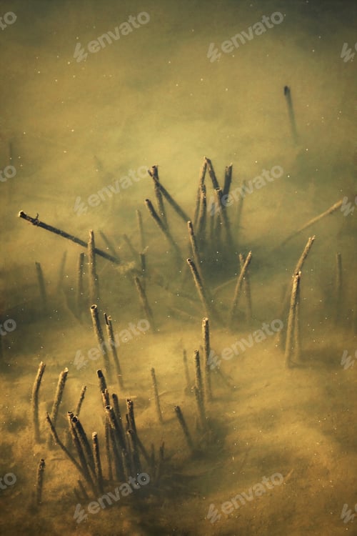 Preview: Underwater Beauties