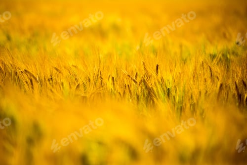 Preview: Yellow Wheat Field Close Up Macro Photograph With Abstract Texture