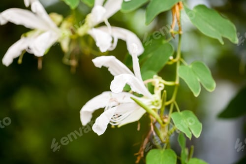 Preview: Bauhinia Grandiflora A. Juss In Botanical Garden In Balchik, Bulgaria