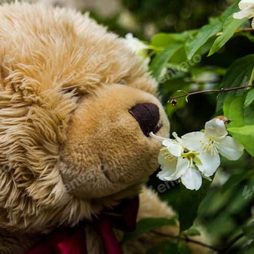 Preview: Teddy Bear