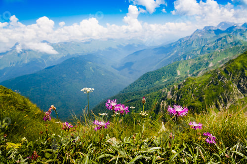 Preview: Beautiful Mountain Landscape With Alpine Meadows, Herbs And Flowers. Sky, Clouds, Mountains.