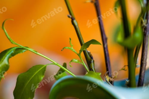Preview: Willow Branches With Fresh Green Leaves In A Vase