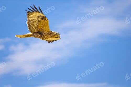 Preview: Bird Of Prey. Long Legged Buzzard. Buteo Rufinus. Blue Sky Background.