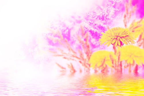 Preview: Fluffy Dandelion Flower Against The Background Of The Summer Landscape. Wildflower