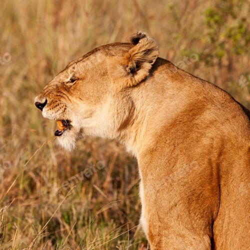Preview: African Lioness In The Maasai Mara National Park, Kenya