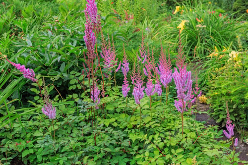 Preview: Fluffy Branches Of Flowers Astilbe Chinensis (Maxim) In Garden