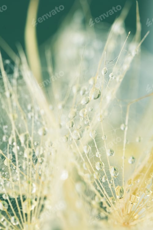 Preview: Dandelion Seeds With Water Drops On Colorful Background